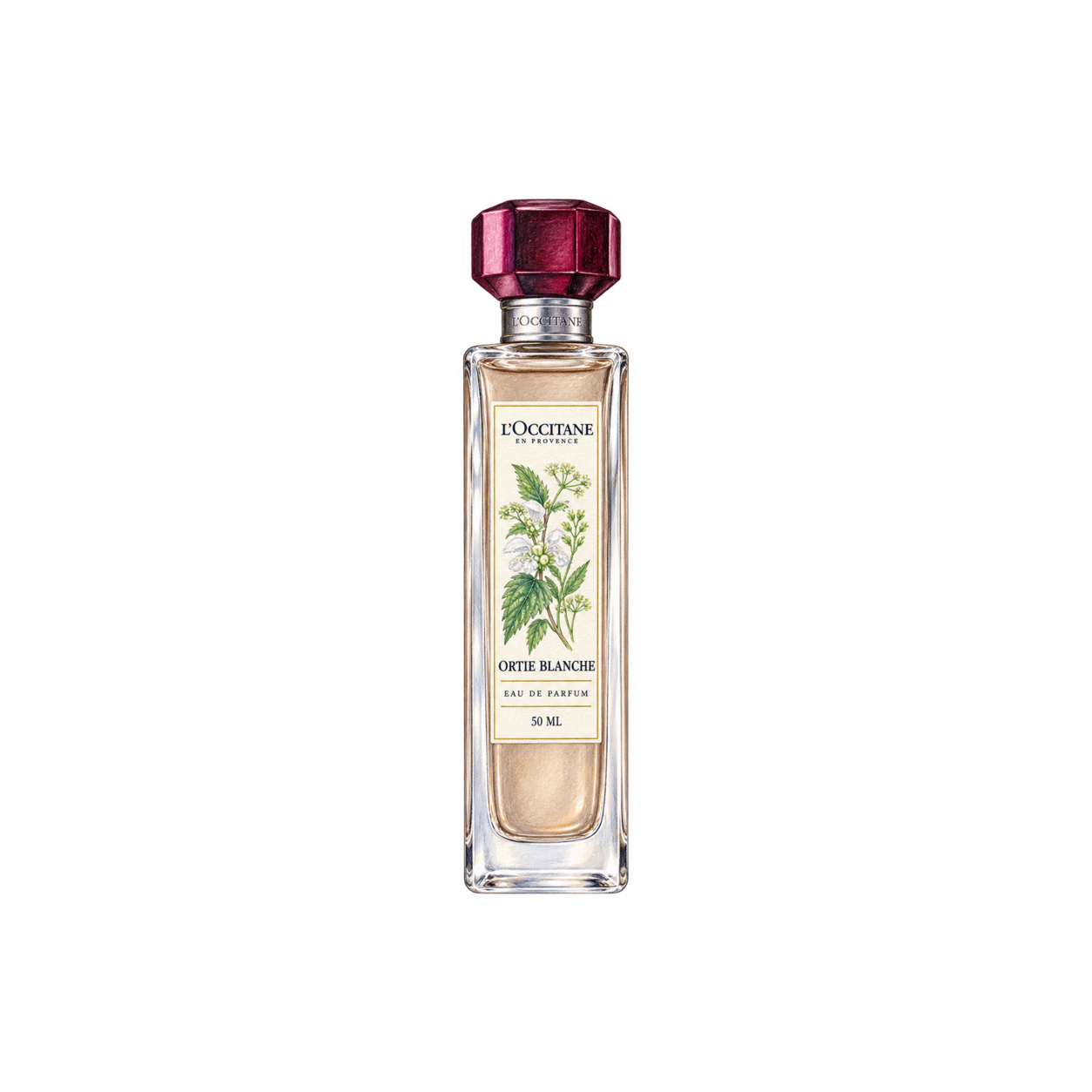 L'OCCITANE オルティブランシュ［エルバヴェール］オードパルファムの色鉛筆イラスト
