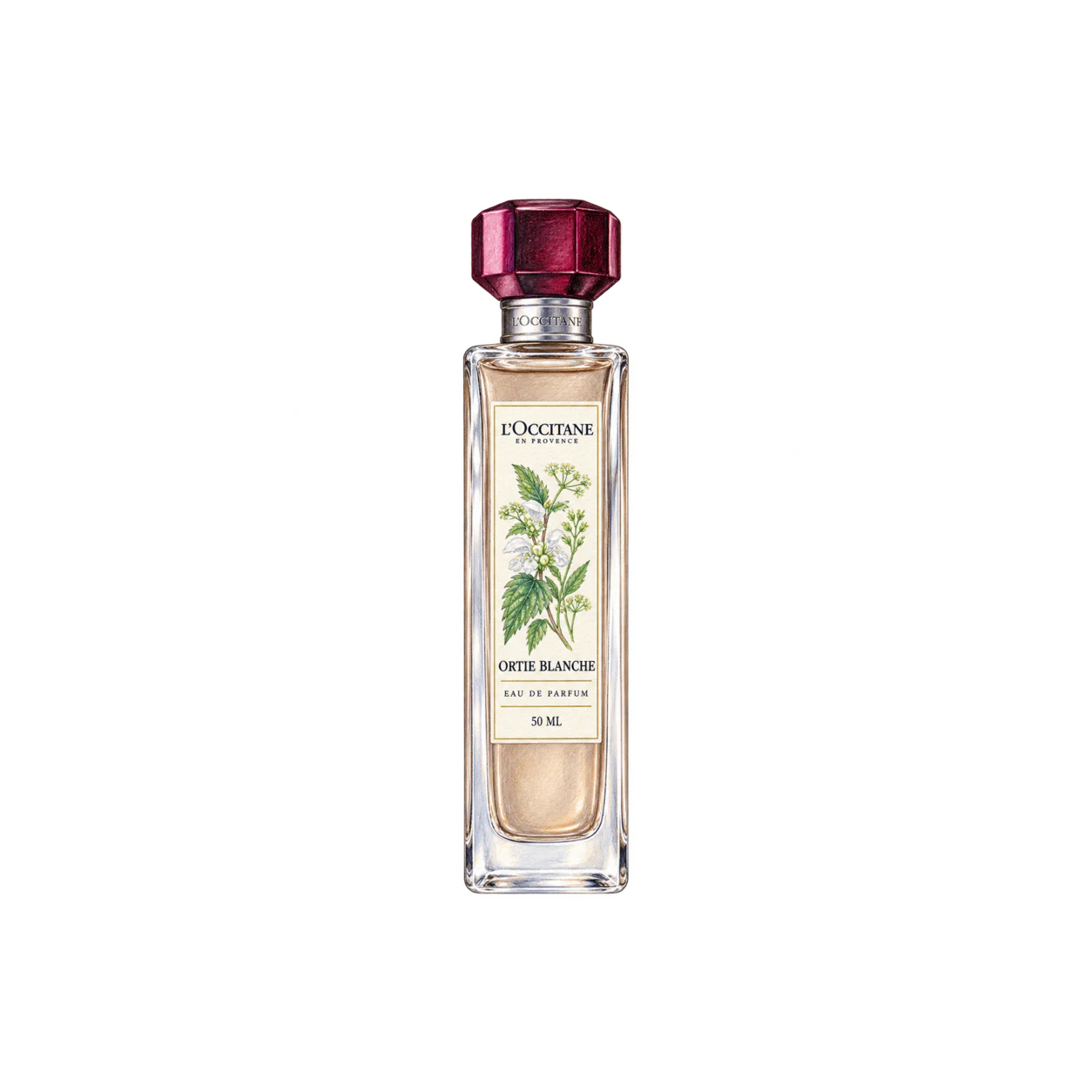 L'OCCITANE オルティブランシュ［エルバヴェール］オードパルファムの編集部制作イラスト